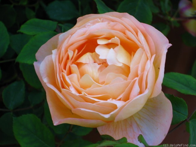 'Lady Emma Hamilton' rose photo