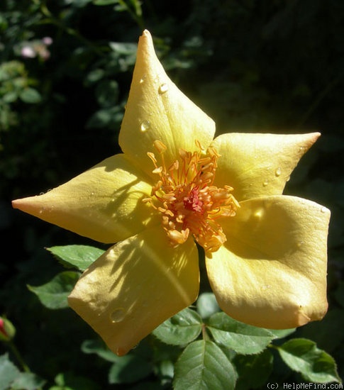 'ARBXGOLDA' rose photo