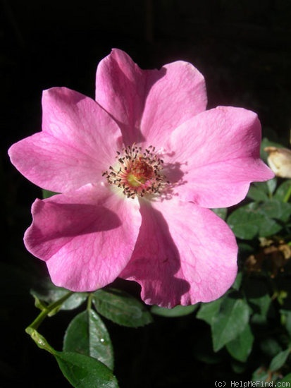 'CARXSID' rose photo