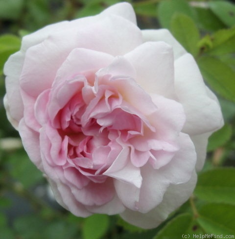 'Rosemoor ™' rose photo