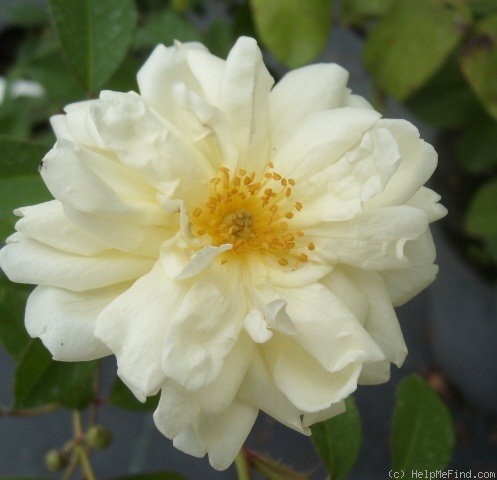 'Thisbe (hybrid musk, Pemberton, 1918)' rose photo