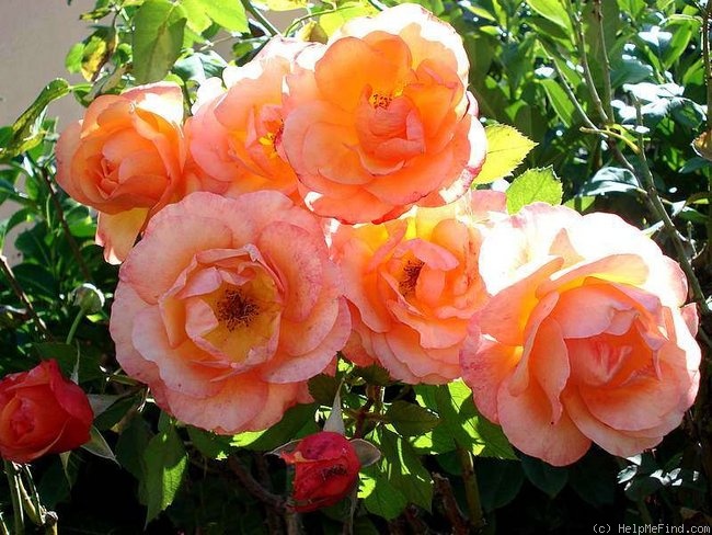 'Harkness Marigold' rose photo