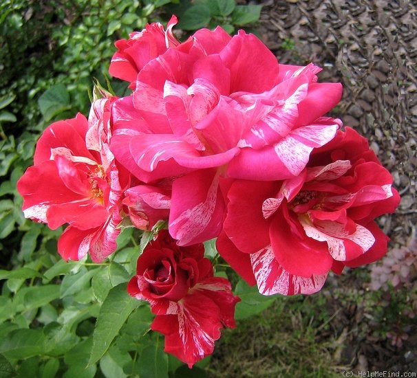 'Papageno ®' rose photo
