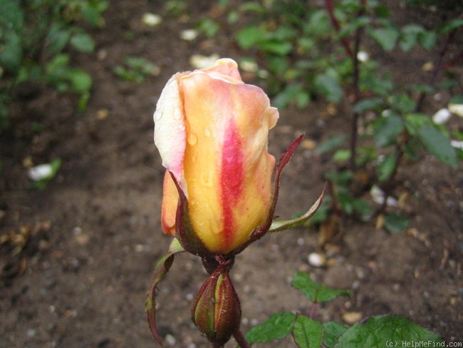 'Mrs. S. T. Wright' rose, click to enlarge 'Mrs. S. T. Wright' rose photo