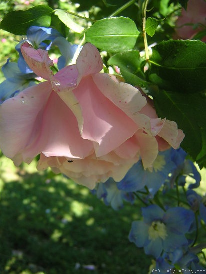 'Madame Grégoire Staechelin' rose photo