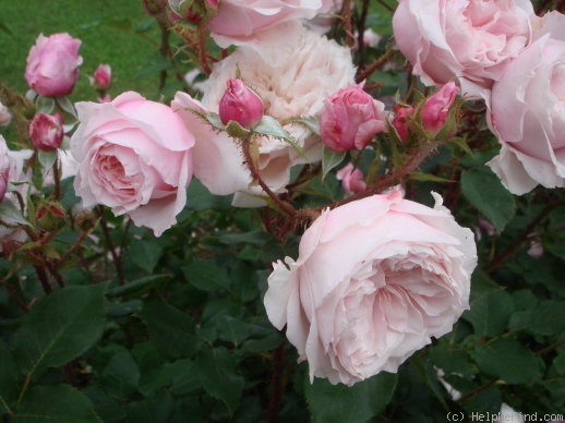 'Antique Rose (shrub, Scarman, 2007)' rose photo