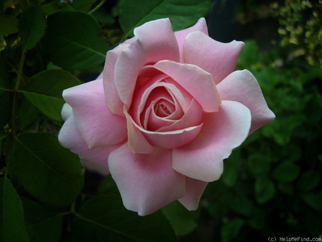 'Frederic Mistral ®' rose photo
