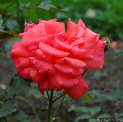 'Angeline Lauro' rose photo