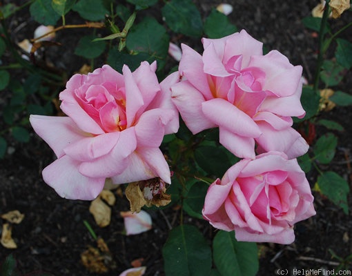'Gretel Greul' rose photo