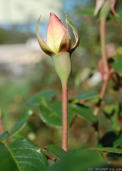 '