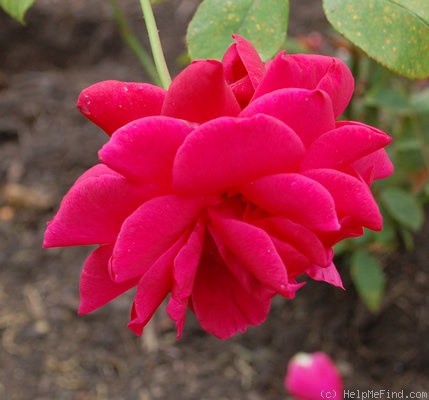 'Pharaoh (hybrid tea, Meilland, 1967)' rose photo