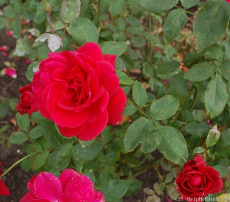 'Pharaoh (hybrid tea, Meilland, 1967)' rose photo