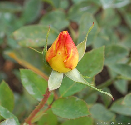 'Western Sun ®' rose photo