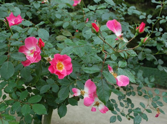 'Candy Rose ® (shrub, Meilland, 1982)' rose photo