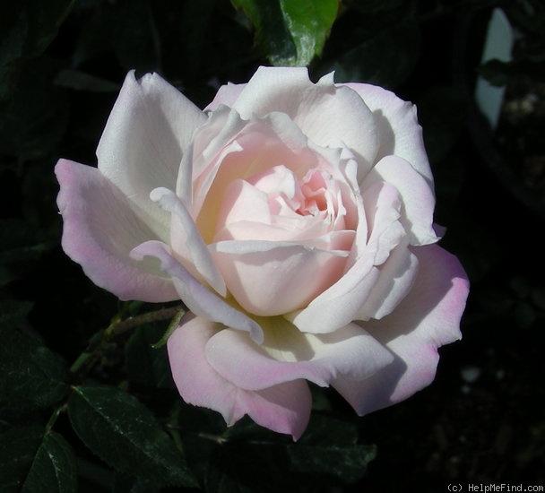 'Pink Poodle (Miniature, Moore, 1991)' rose photo
