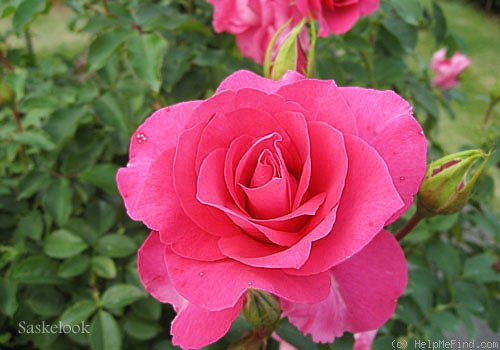 'Urara' rose photo