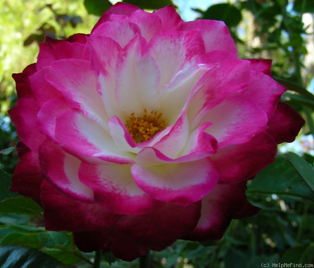 'Cherry Parfait ™' rose photo