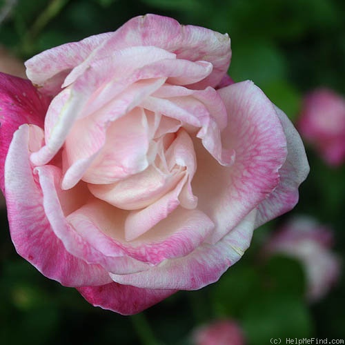 'Homère' rose photo