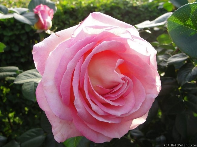'Elle ® (hybrid tea, Mouchotte/Meilland 1999)' rose photo