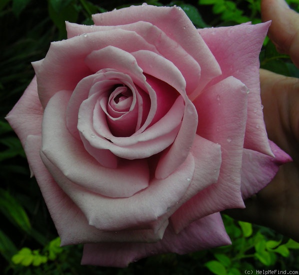 'Memorial Day ™' rose photo