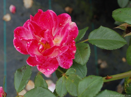 'Herzogin Frederike' rose photo
