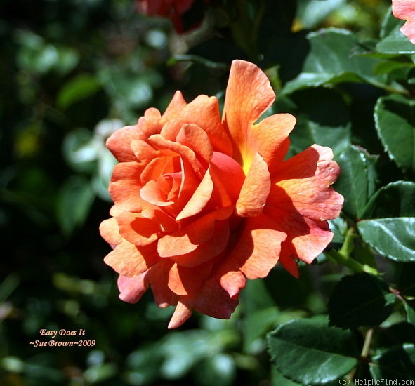 'Easy Does It ®' rose photo