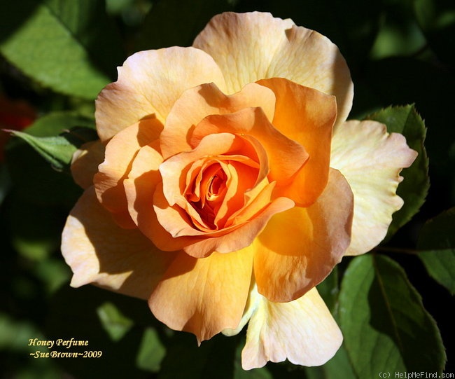 'Honey Perfume ™' rose photo