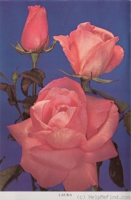 'Laura (hybrid tea, Meilland, 1969)' rose photo