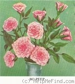 'Bo-Peep' rose photo