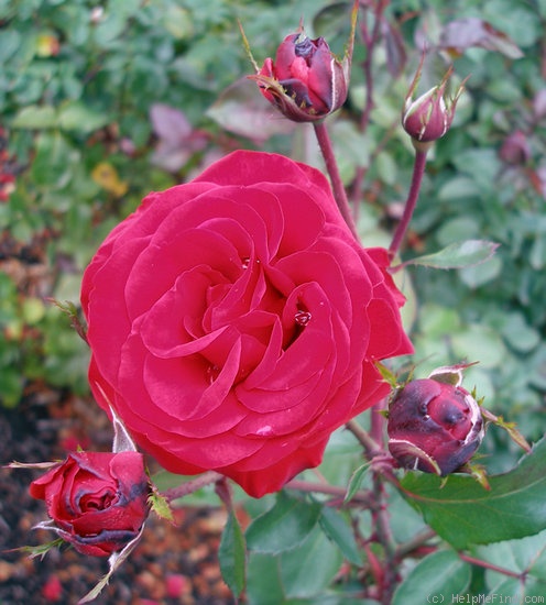 'Marlena ® (floribunda, Kordes, 1964)' rose photo