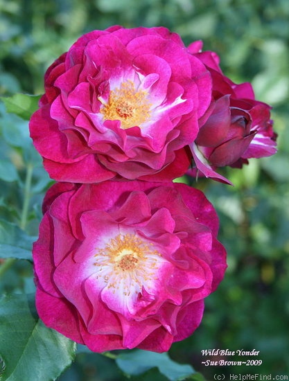 'Wild Blue Yonder ™' rose photo