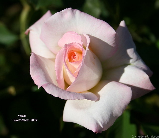 'Secret ™' rose photo