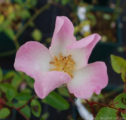 'Eglantine des Fagnes' rose photo
