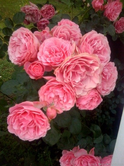 'Leonardo da Vinci ® (Floribunda, Meilland, 1993)' rose photo