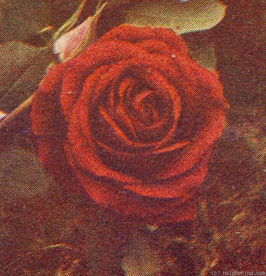 'Horace Vernet (hybrid perpetual, Guillot, 1866)' rose photo