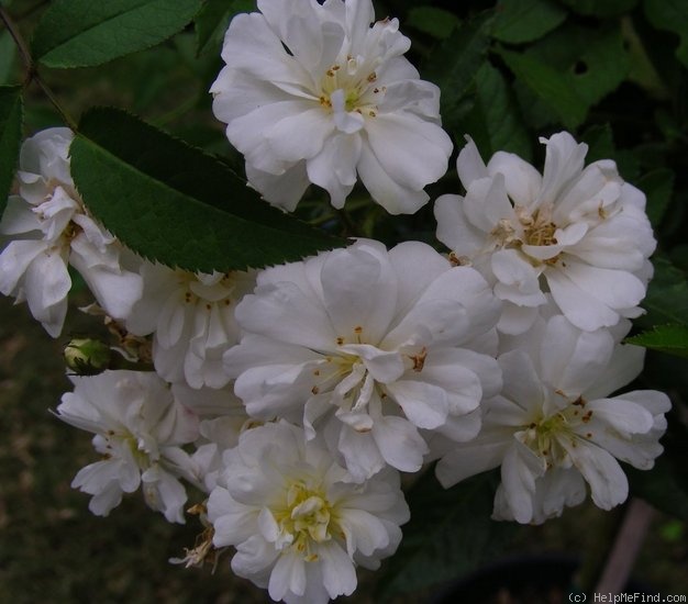 'Gourmet Popcorn' rose photo