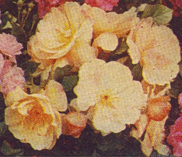 'Canarienvogel' rose photo