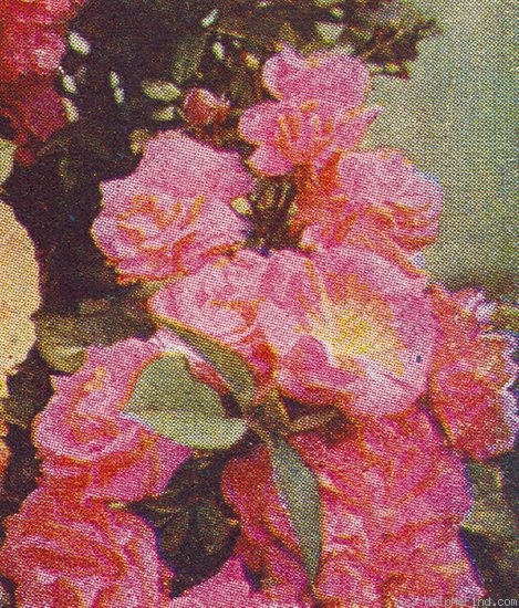 'Ellen Poulsen (Polyantha, Poulsen, 1911)' rose photo