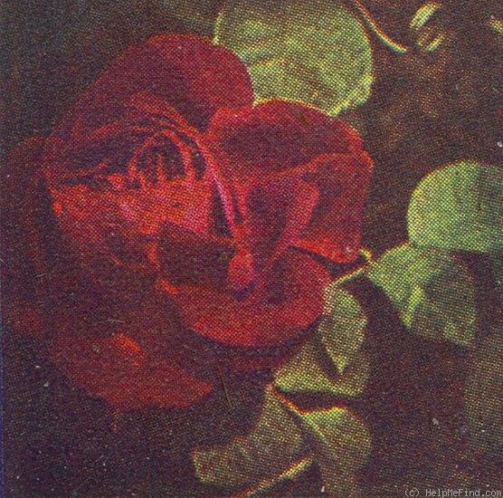 'Général Jacqueminot (hybrid perpetual, Roussel, 1853)' rose photo