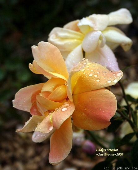 'Lady Forteviot' rose photo