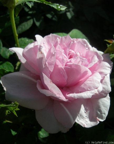 'Sandy Hook' rose photo