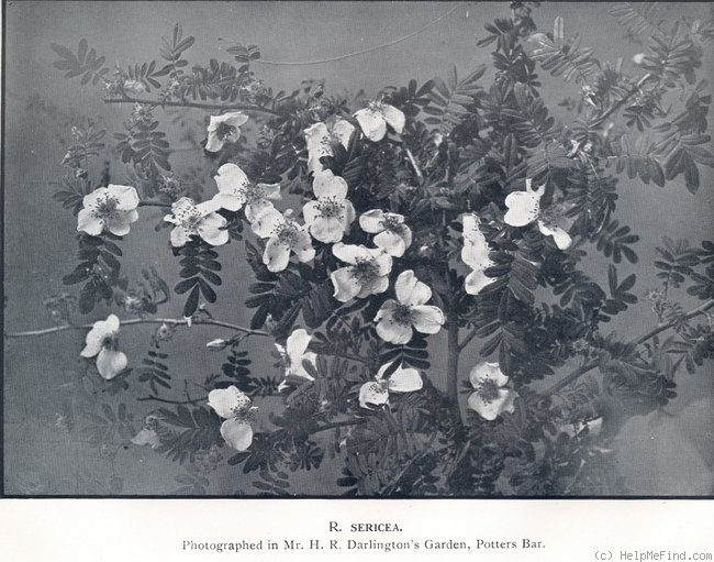 'R. sericea' rose photo