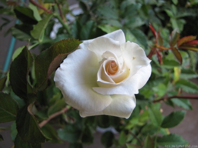 'Cachet ™' rose photo