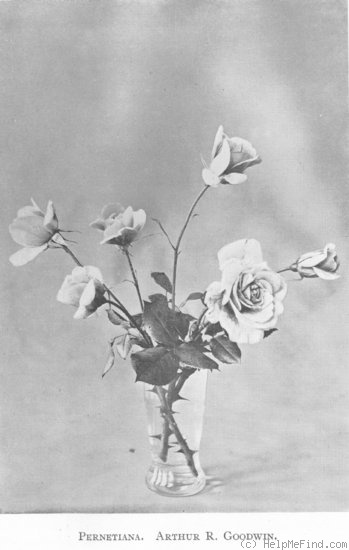 'Arthur R. Goodwin' rose photo