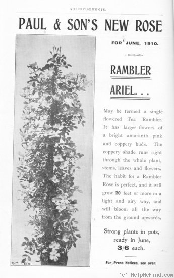 'Ariel (Rambler, Paul, 1910)' rose photo