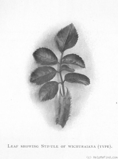 'R. wichuraiana' rose photo