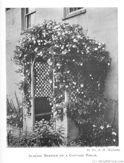 'Albéric Barbier (Rambler, Barbier, 1900)' rose photo