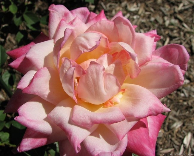 'Kordes' Perfecta' rose photo