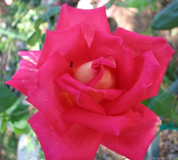 'Trump Card ™' rose photo