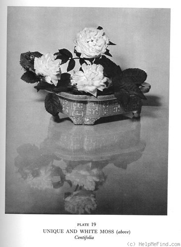 'White Bath (moss, Salter, 1807)' rose photo